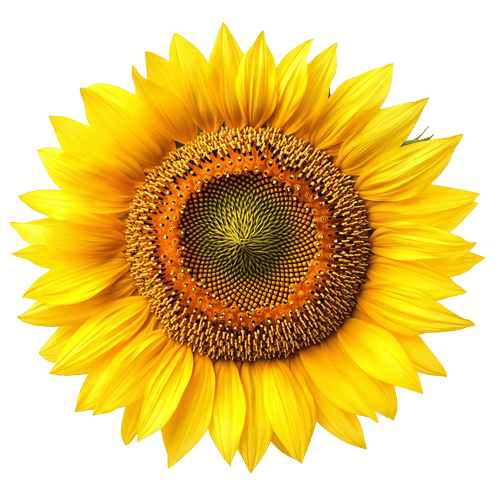 sunflower head